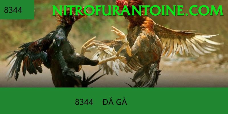 Đá Gà Trực Tiếp - Ưu đãi đặc biệt